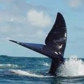 Southern Right Whale